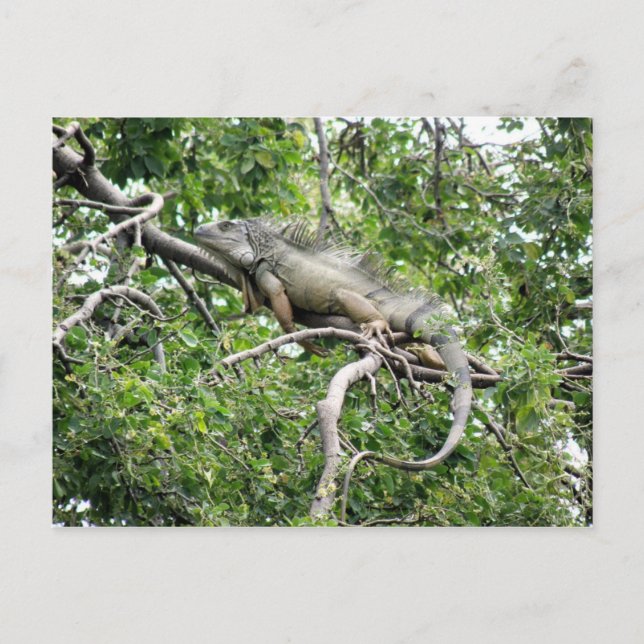 Iguana en Monagas Postcard (Front)