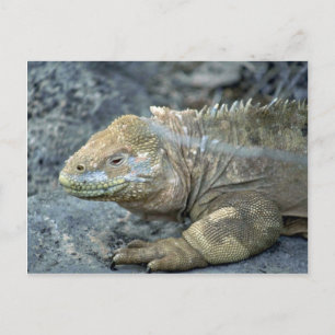 Iguana, Galapagos Islands Postcard
