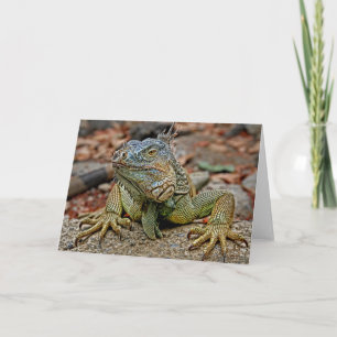 Iguana Greeting Card