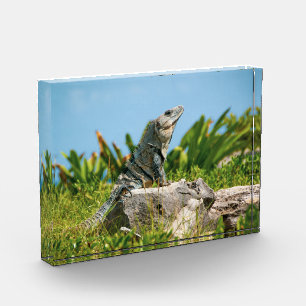 Iguana in Mexico Photo Block