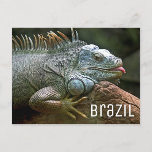 Iguana Lizard Brazil Wildlife Postcard