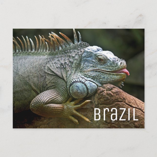 Iguana Lizard Brazil Wildlife Postcard (Front)