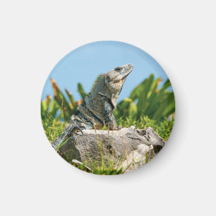 Iguana Magnet