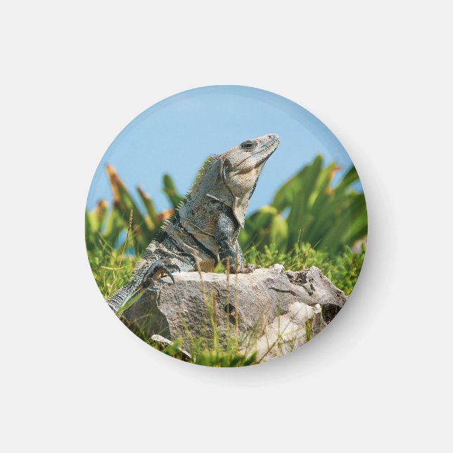 Iguana Magnet (Front)