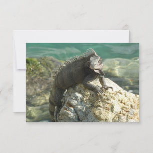 Iguana on the Rocks at St. Thomas