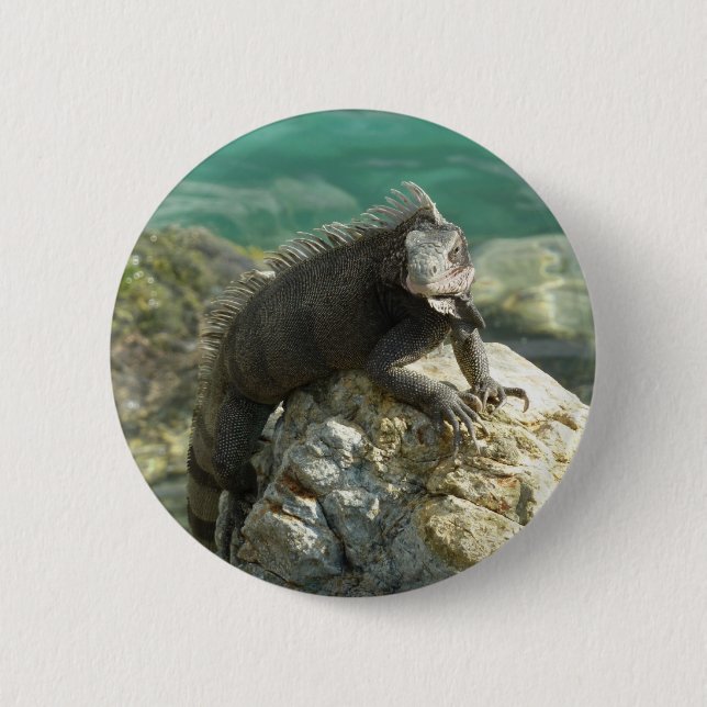 Iguana on the Rocks at St. Thomas 2 Inch Round Button (Front)