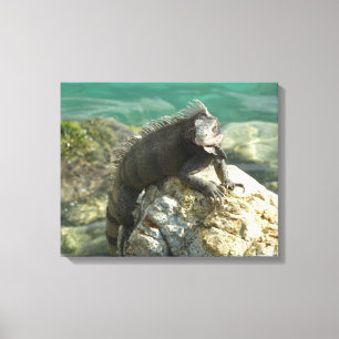 Iguana on the Rocks at St. Thomas Canvas Print