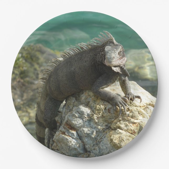Iguana on the Rocks at St. Thomas Paper Plate (Front)