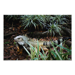 Iguana Photo Print