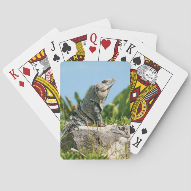 Iguana Playing Cards (Back)