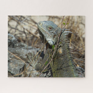 Iguana Posing on Rock for Camera Jigsaw Puzzle