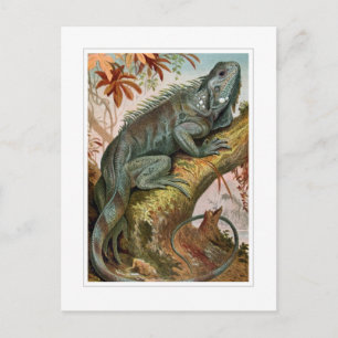 Iguana Postcard