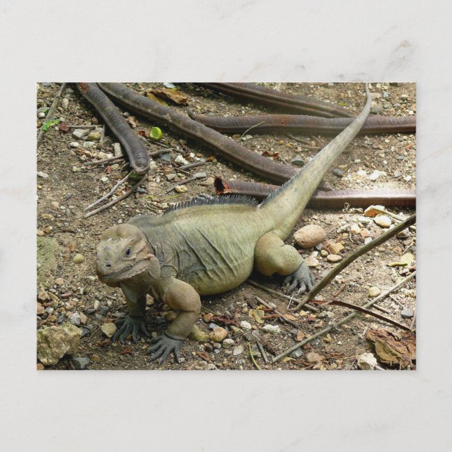 Iguana Postcard (Front)