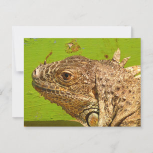 IGUANA POSTCARD