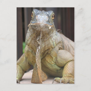 Iguana Postcard