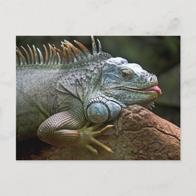 Iguana postcard (Front)