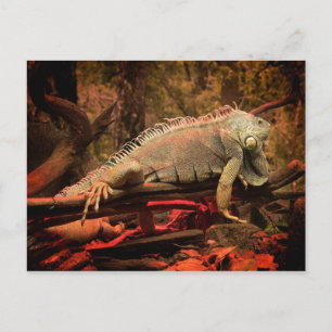Iguana Postcard