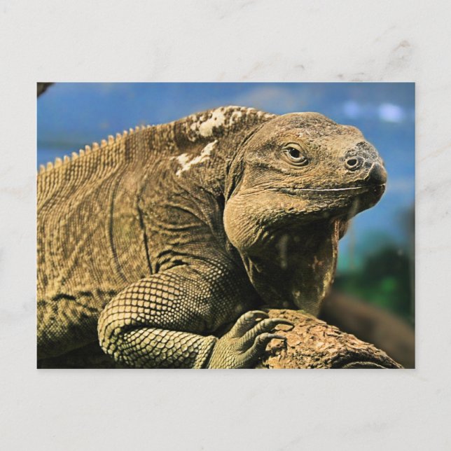 Iguana Postcard (Front)
