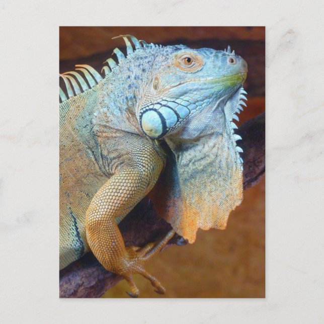 Iguana reptile postcard (Front)
