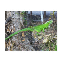 Iguana Sunbathing in La Romain, South Trinidad