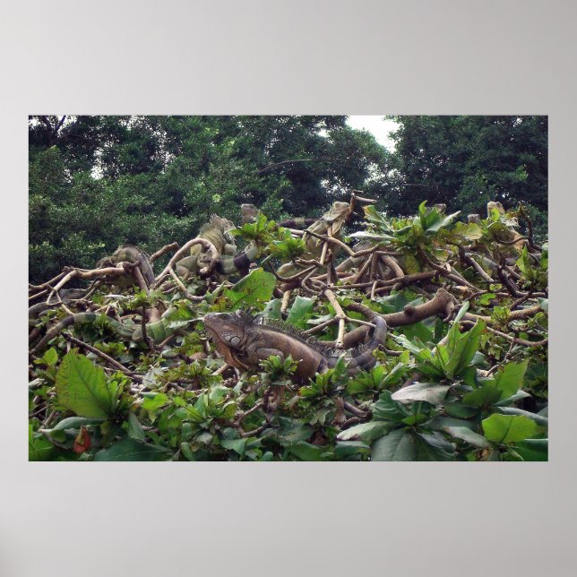 Iguana Tree Poster (Front)