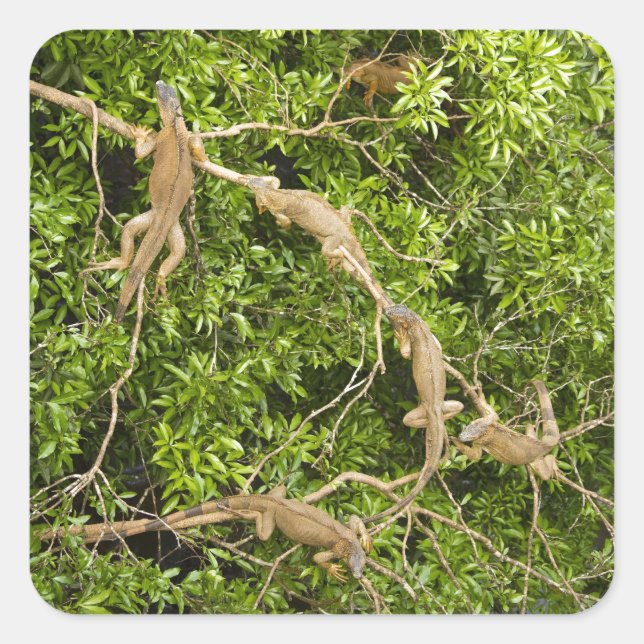Iguana Tree Square Sticker (Front)