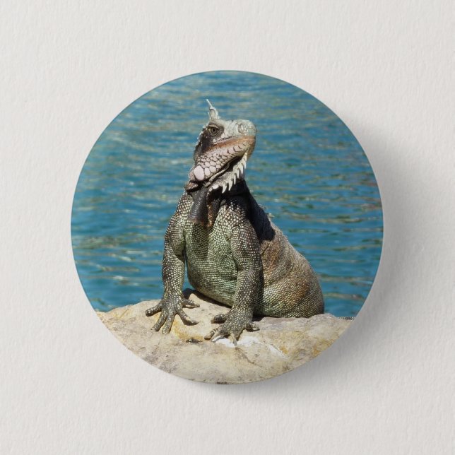 Iguana Tropical Wildlife Photography 2 Inch Round Button (Front)