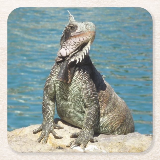 Iguana Tropical Wildlife Photography Square Paper Coaster (Front)