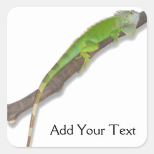 Iguana verte sur Sticker blanc