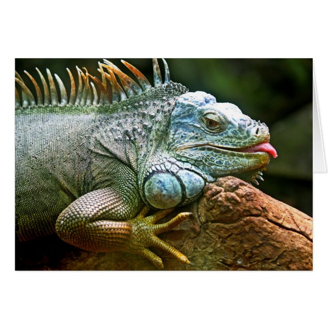 Iguana with Tongue Sticking Out Blank Card (Front Horizontal)
