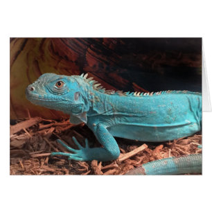 Iguane lumineux de bleu d'Aqua