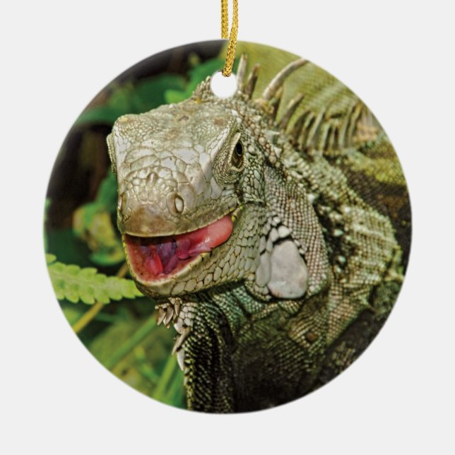 Iguanes accrochant des ornements de cadeau (Devant)