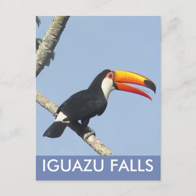 Iguazu Falls Toco Toucan Postcard (Front)
