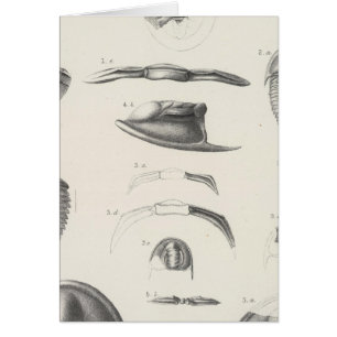 II Primordial period