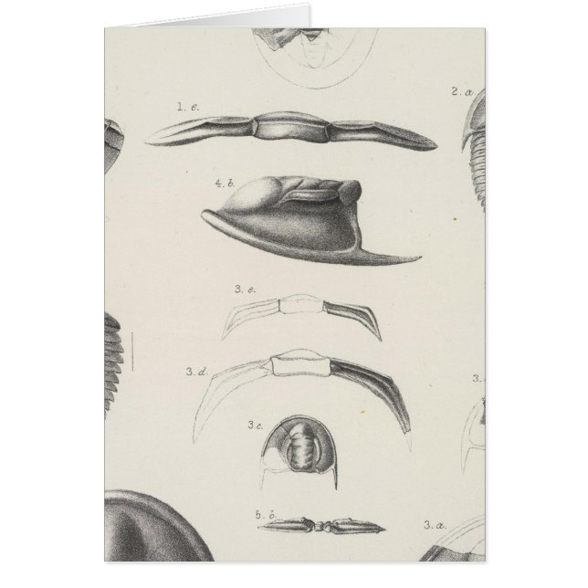 II Primordial period (Front)