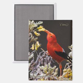 Iiwi Hawaiian Honeycreeper Magnet