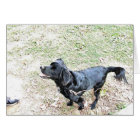 Il Est Temps De Marcher Le Chien