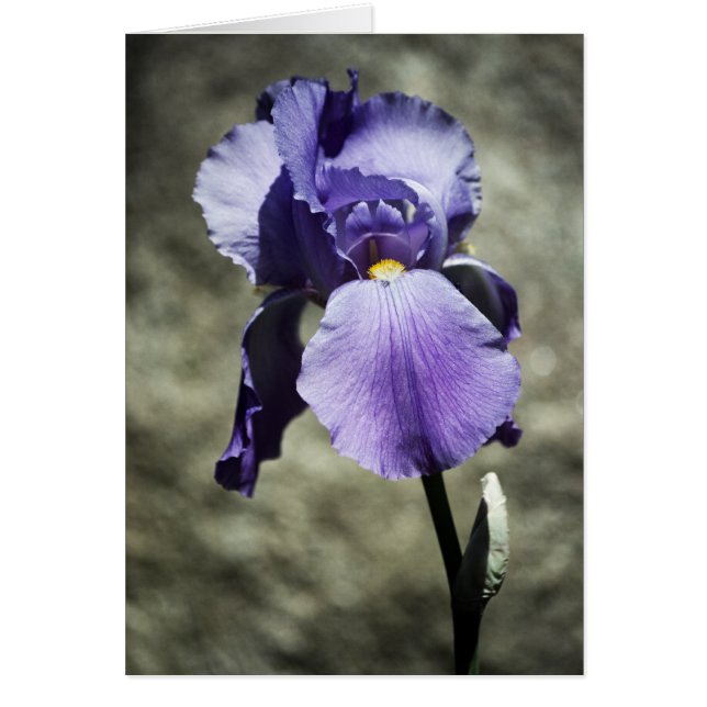 Il y a une carte de beauté (Devant)