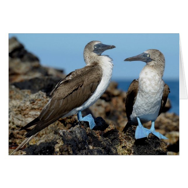 Îles Galapagos, île d'Isabela (Devant horizontal)
