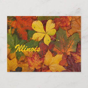 Illinois Autumn Feuilles carte postale