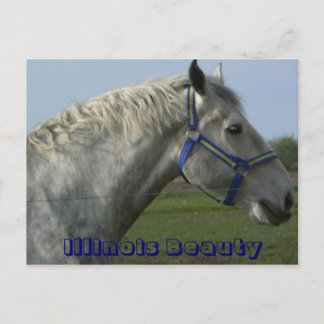 Illinois Beauty Postcard