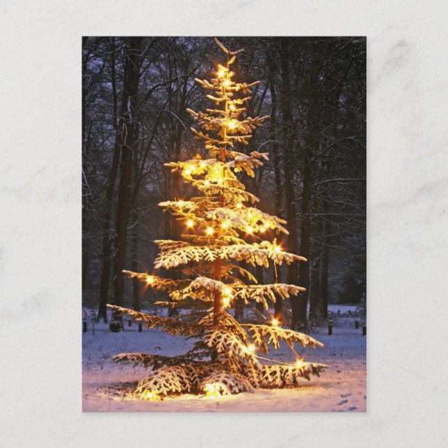 Illuminated snowy christmas tree in the woods at n holiday postcard (Front)