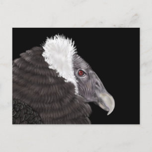 Illustrated Andean Condor Postcard