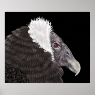 Illustrated Andean Condor Poster