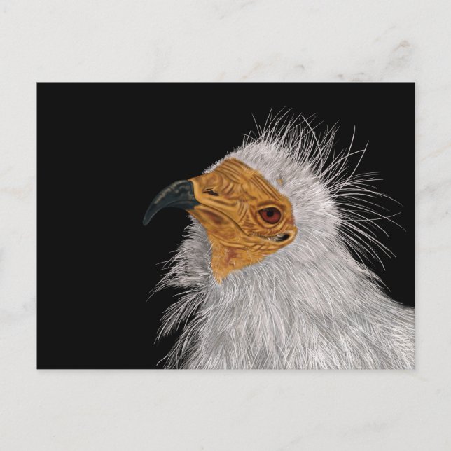 Illustrated Egyptian Vulture Postcard (Front)