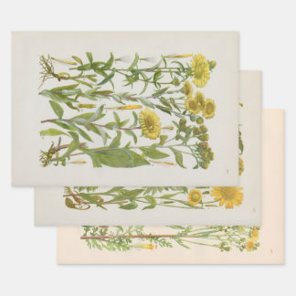 Illustrated Flora of Central Europe by Gustav Hegi Wrapping Paper Sheet