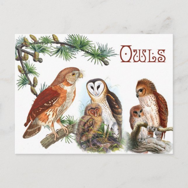 Illustrated Owls Postcard (Front)