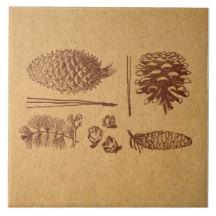 Illustrated Pine Cones Vintage Pinecone Art Tile