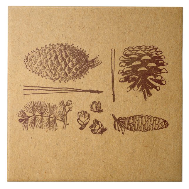 Illustrated Pine Cones Vintage Pinecone Art Tile (Front)