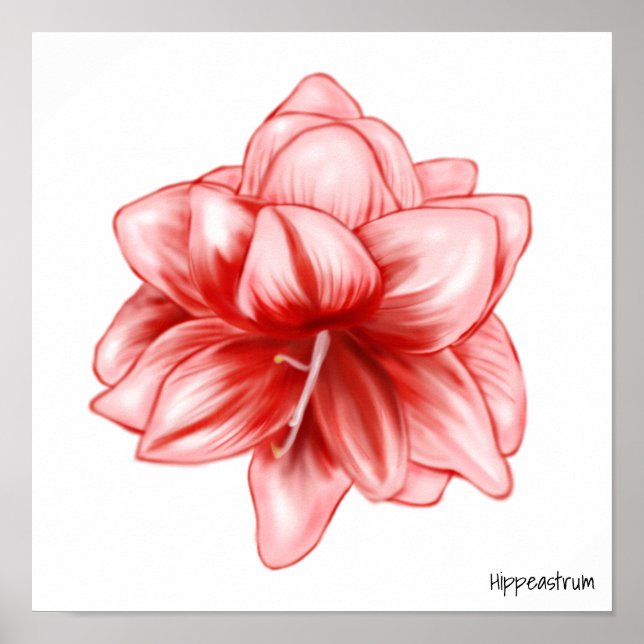 Illustrated Pink and White Amaryllis Poster (Front)